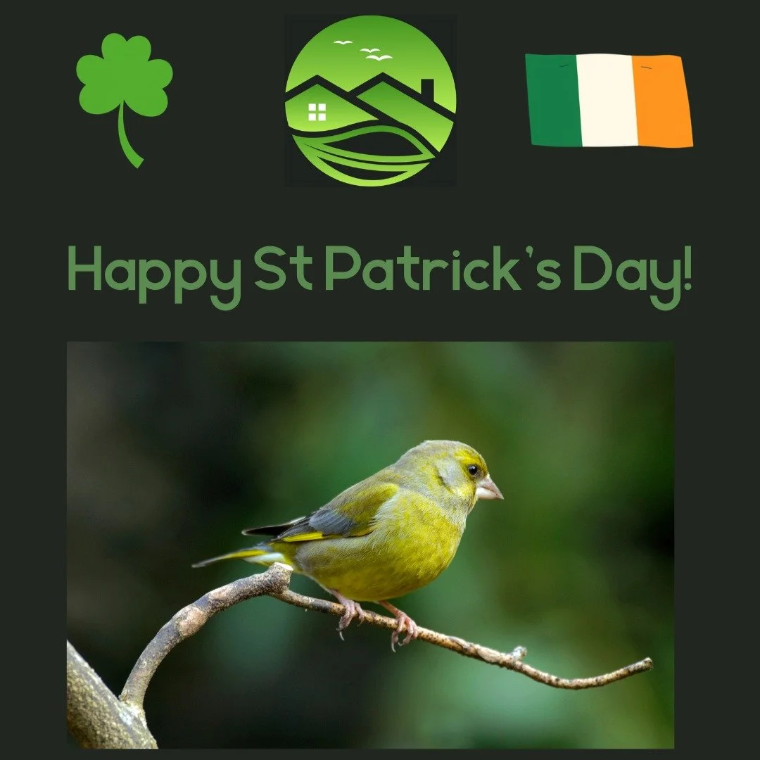 Happy St Patrick's Day! 𓏢🍀🟩⬜🟧🐍🐍🐍🐍🐍🐍