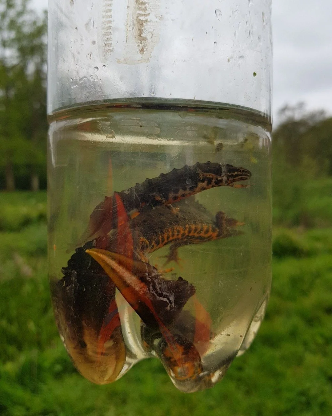 Great to see some Great Crested Newts this morning. The cold days are over!!! 🦎 🌞 🍻