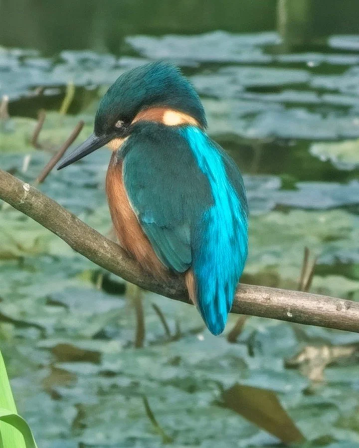 We enjoyed some leisurely bird watching over the bank holiday weekend! Spotted this gorgeous Kingfisher at the hide in Severn Valley Country Park, such beautiful colours!! 💙🩵🤍🤎🧡