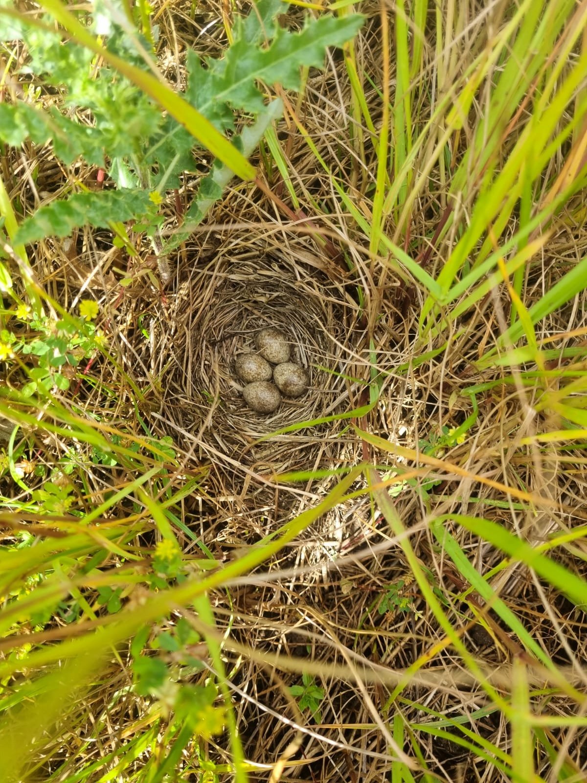 Nesting Bird Surveys