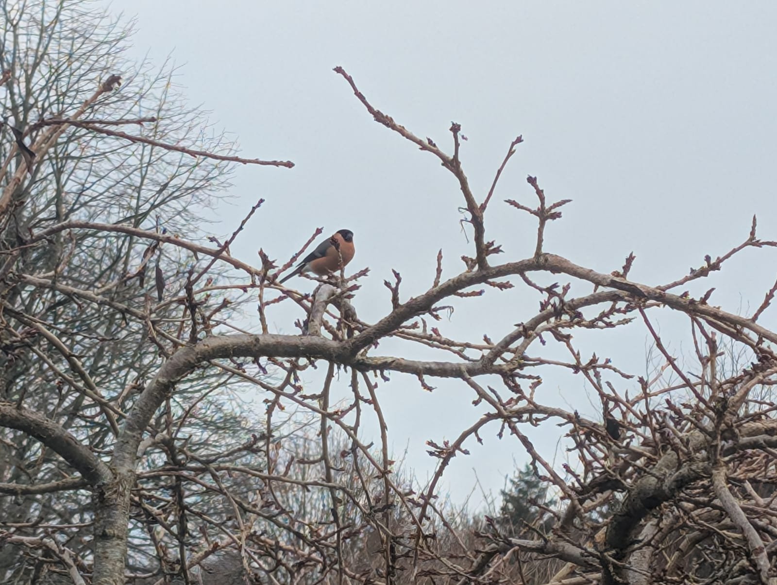 Nesting Bird Surveys