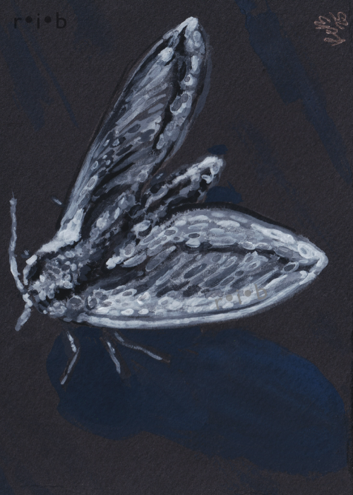 moth2_sm_wm.png
