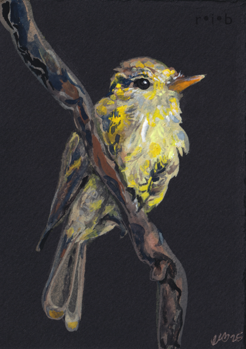 gouache painting of a flycatcher 2025