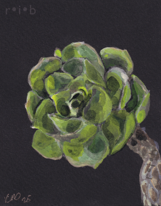 succulent_sm_wm.png
