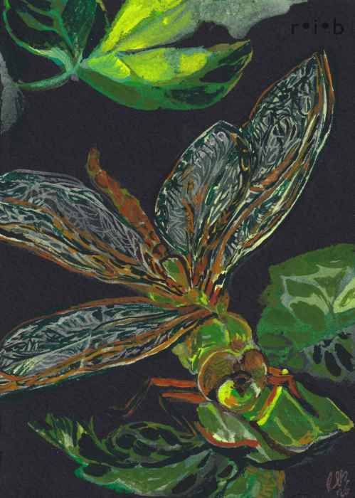 green dragonfly_sm_wm.png