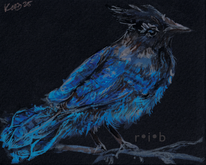 gouache painting of a stellar jay