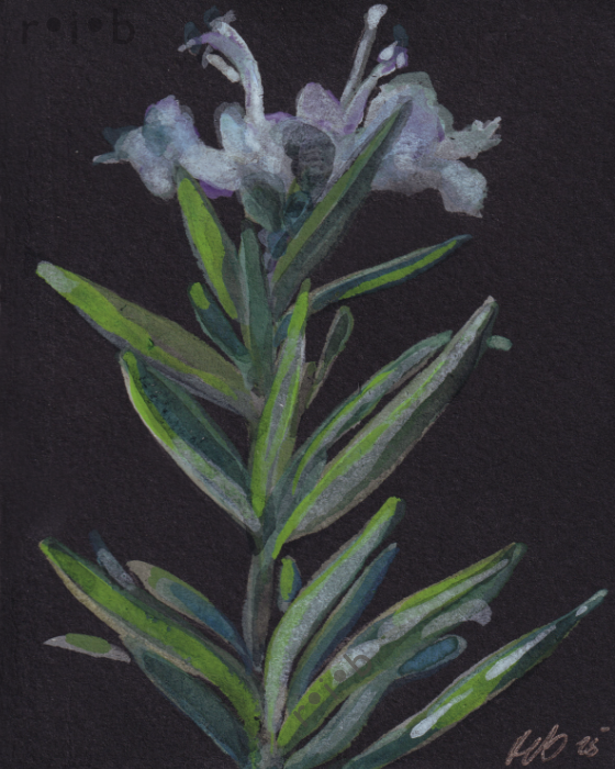 rosemary_sm_wm.png