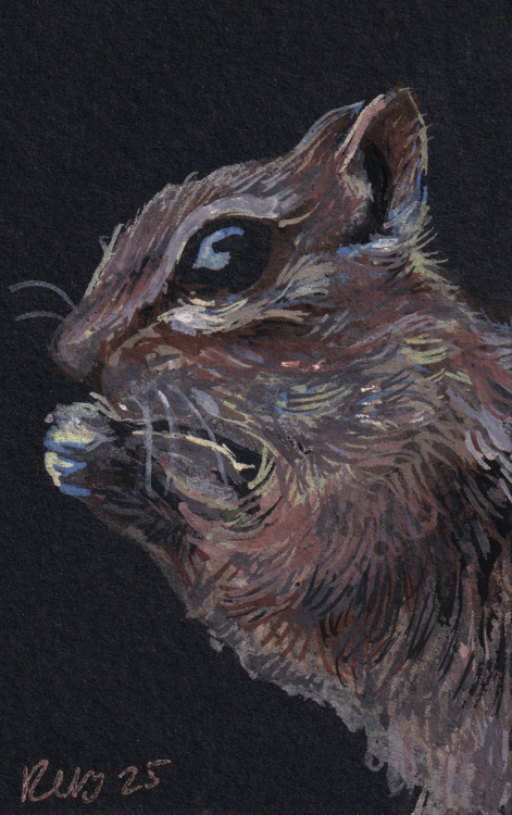 chipmunk eating a seed - gouache