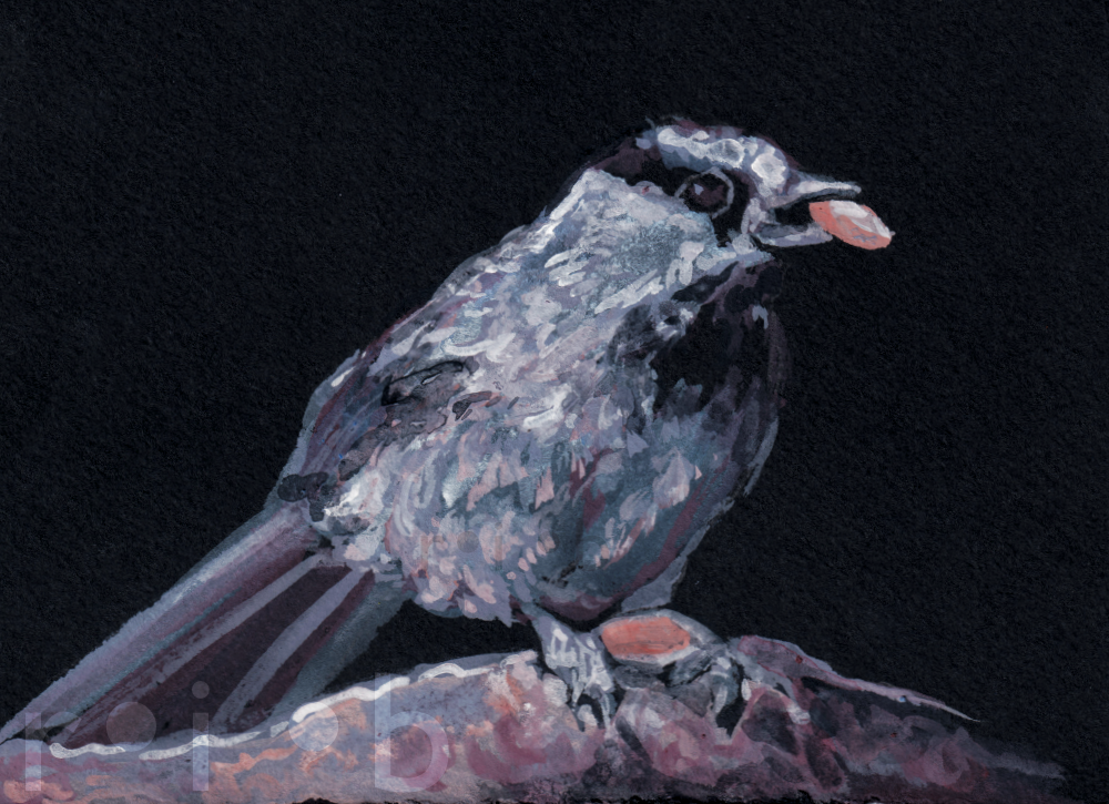 gouache painting of a black-capped chickadee eating a seed