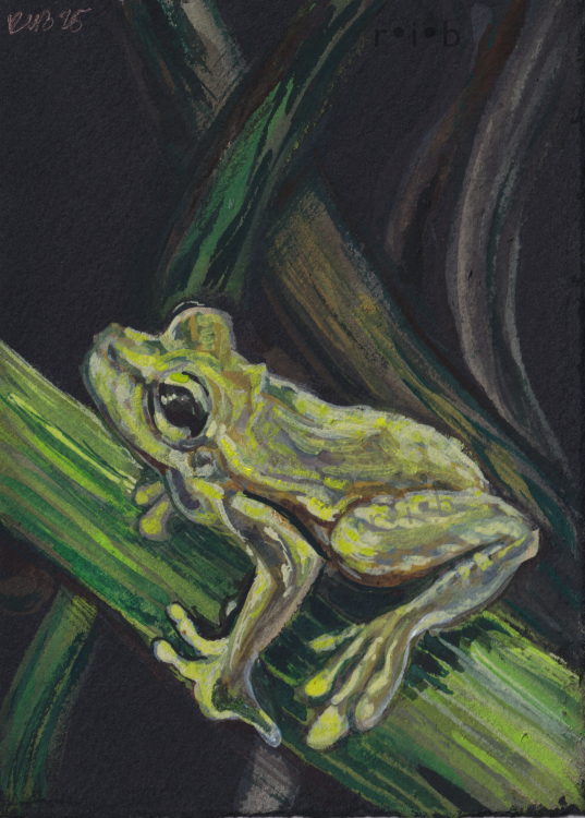 gouache painting of a lil green frog
