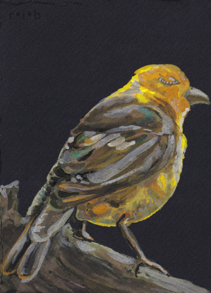 yellow_bird_sm_wm.png