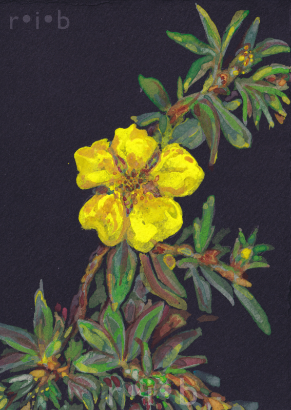 yellow flower_sm_wm.png
