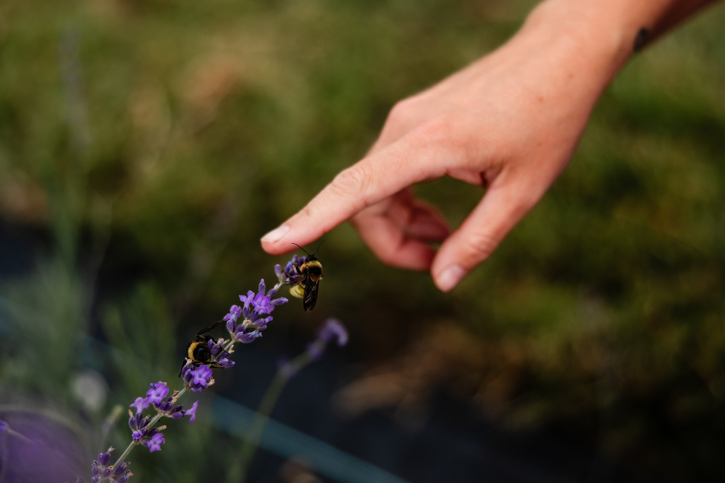 A person’s hand gently points towards a bee on a purple lavender flower.