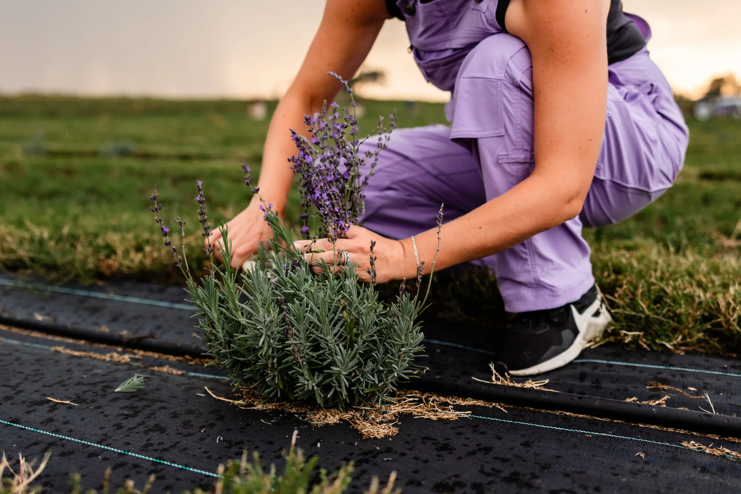 Lavender Harvest