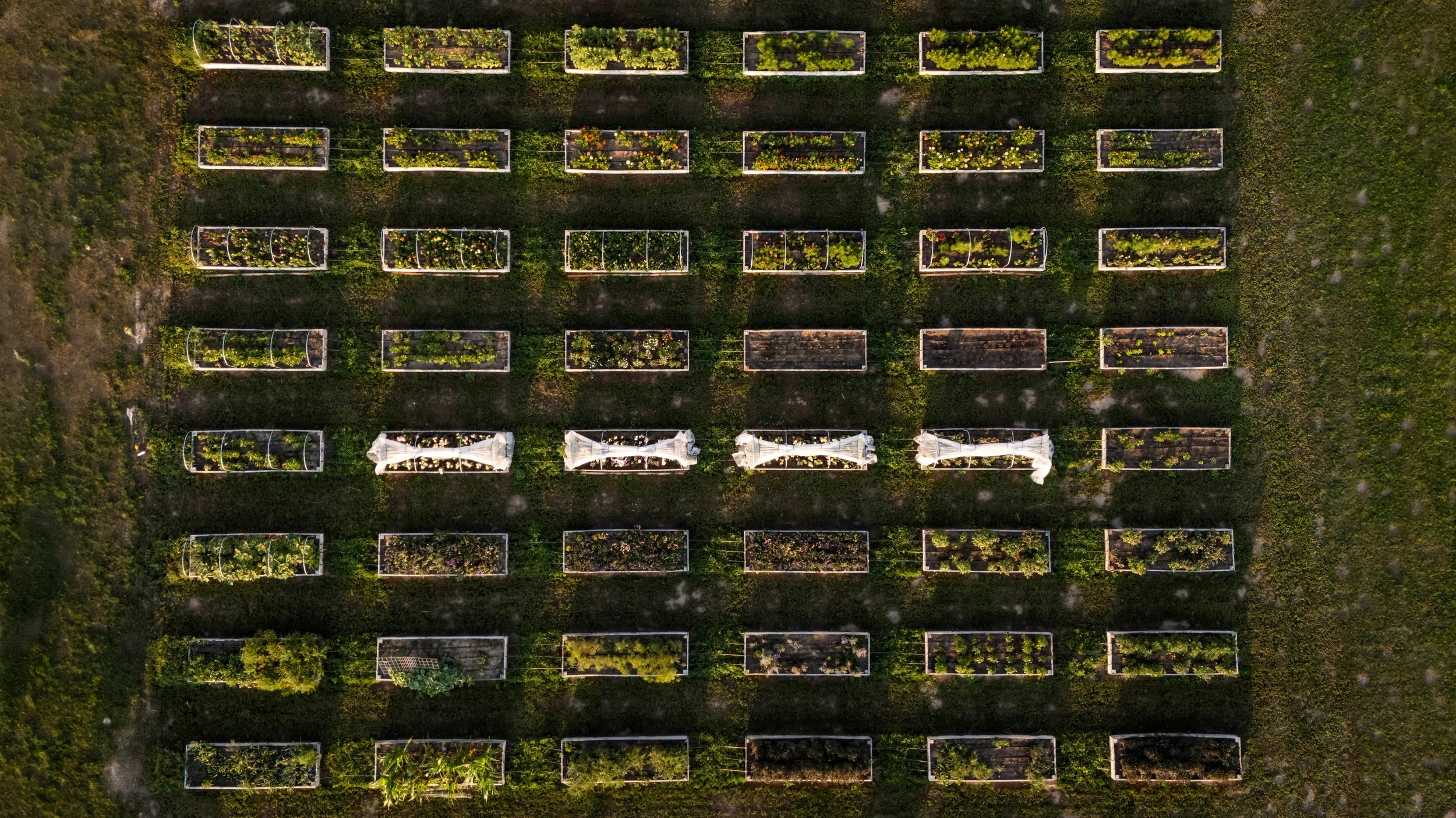 An aerial view of a rectangular garden with multiple raised planting beds arranged in rows, some of which are covered with white protective netting. The beds contain various plants and flowers, and the garden is surrounded by grass and dirt paths.