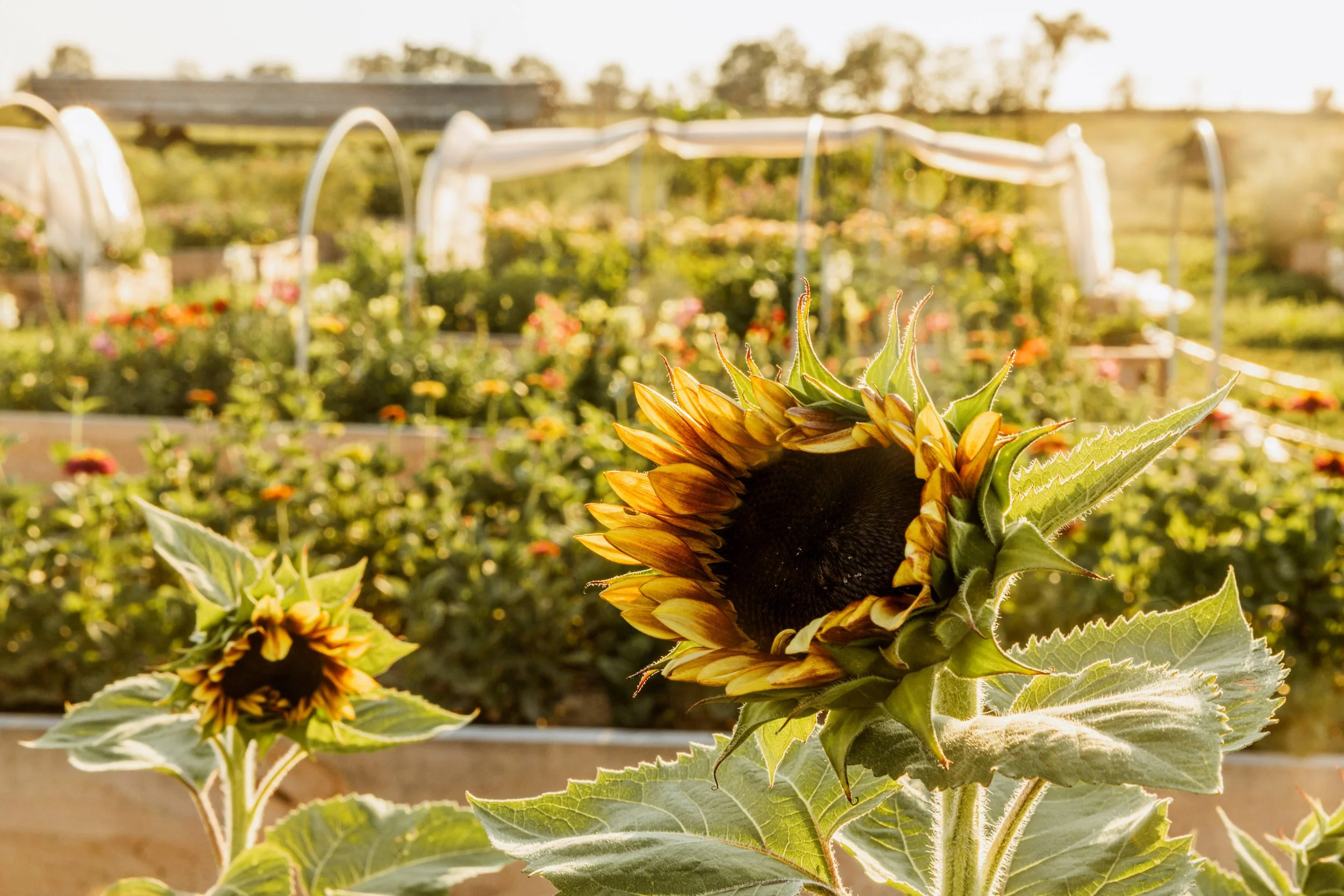 Close-up of a blooming sunflower with yellow petals and dark center in a garden, with a background of various flowers and greenhouses in a sunny outdoor setting.