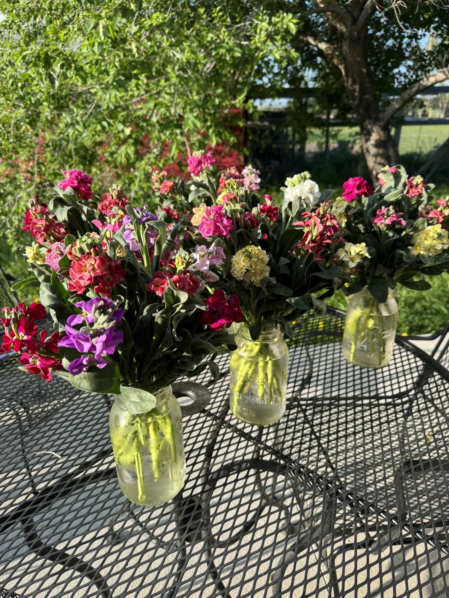 IMG_3081.JPEG