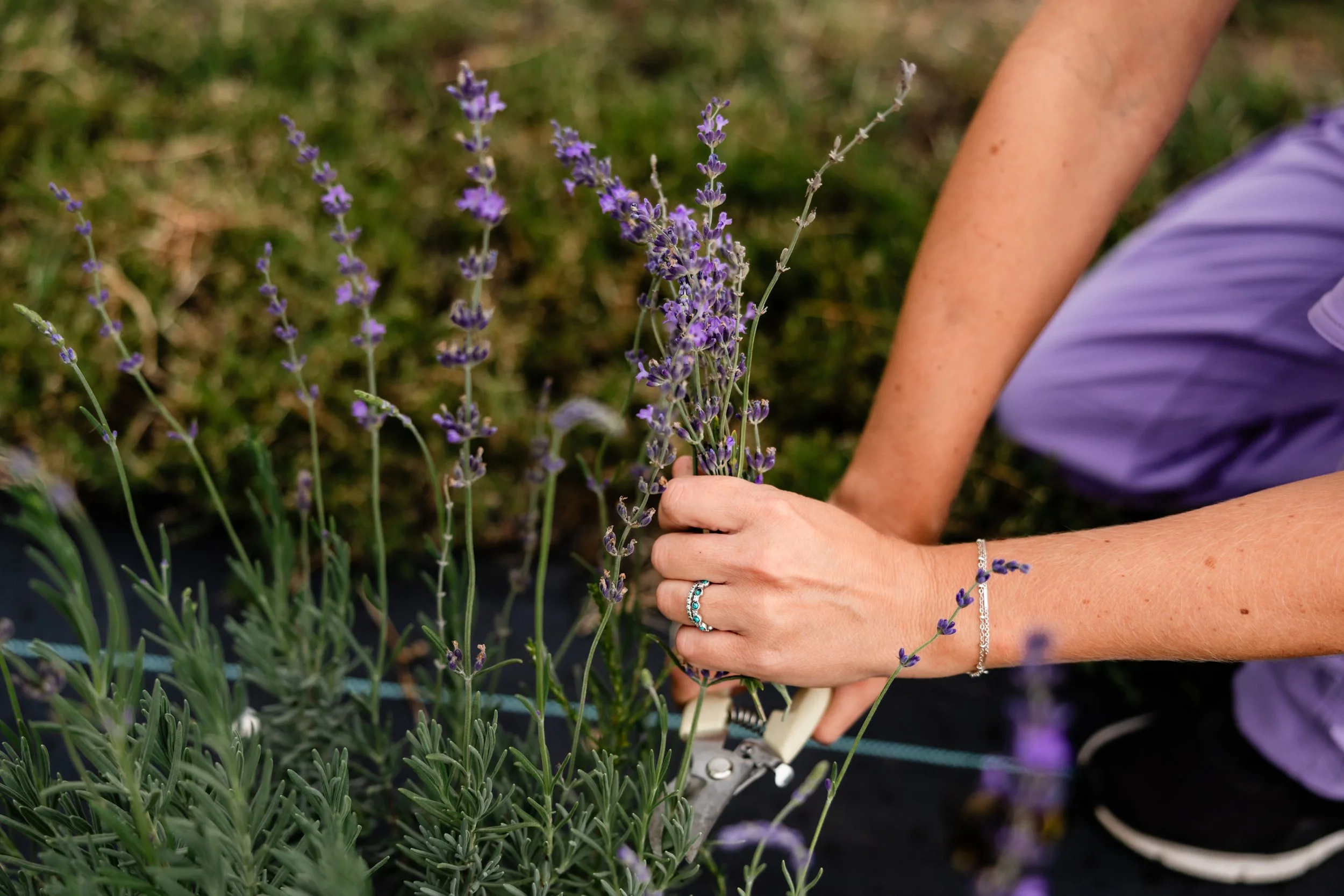 Person harvesting purple lavender flowers in a garden.