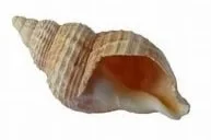 Conch.jpg