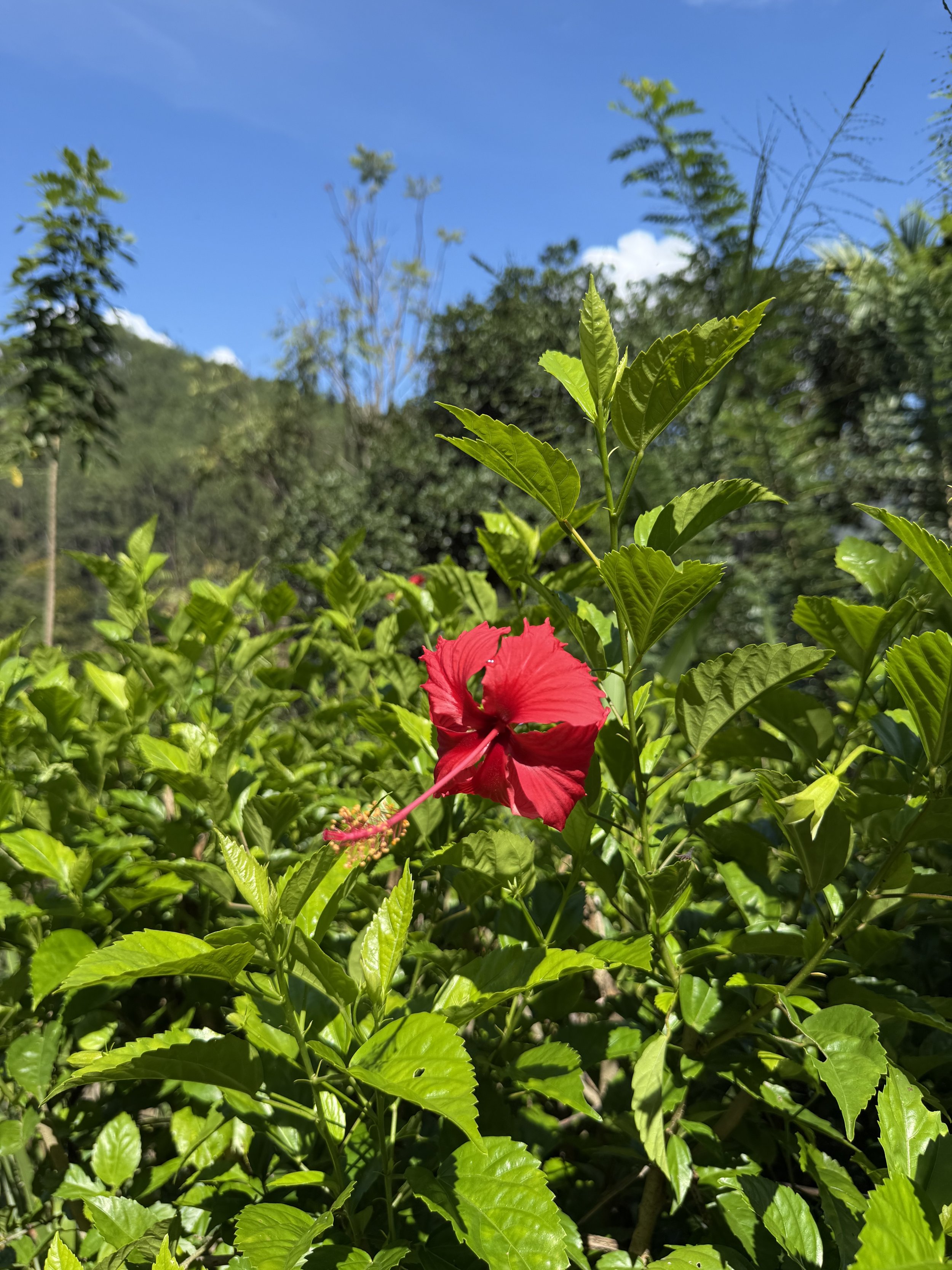 Punainen Hibiscus -kukka kasvaa vihreissä lehdissä ja taustalla sininen taivas ja pilviä.