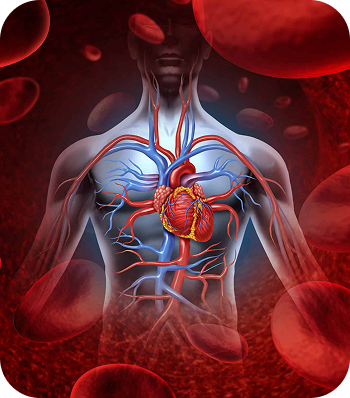 A digital illustration of the human cardiovascular system showing the heart with blood vessels, set against a background of red blood cells.