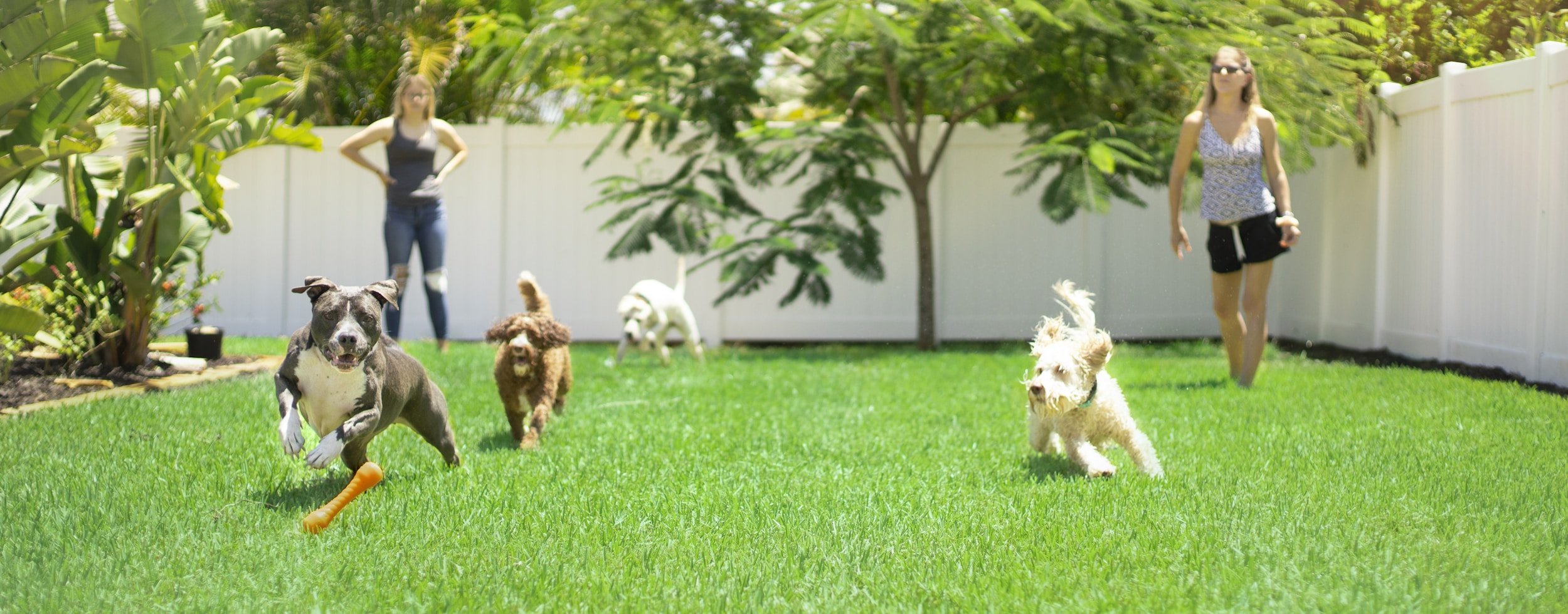Two women and four dogs playing on a green backyard lawn with a white fence and trees in the background.