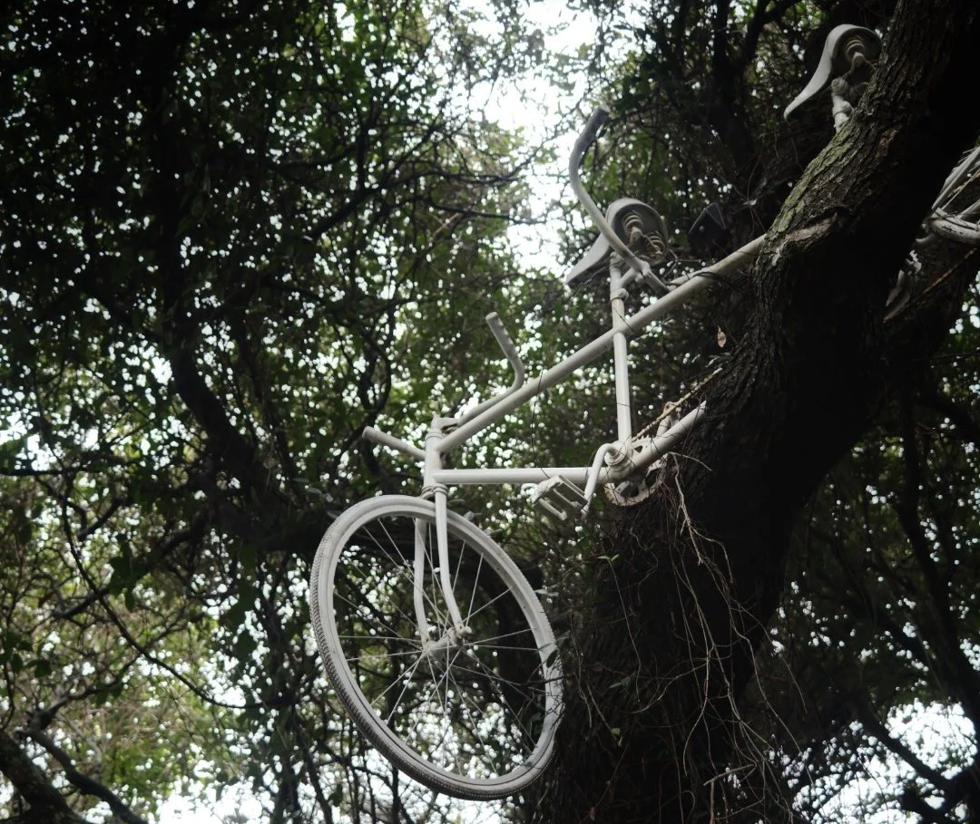 A bicycle, painted white, is hanging upside down from a tree branch.