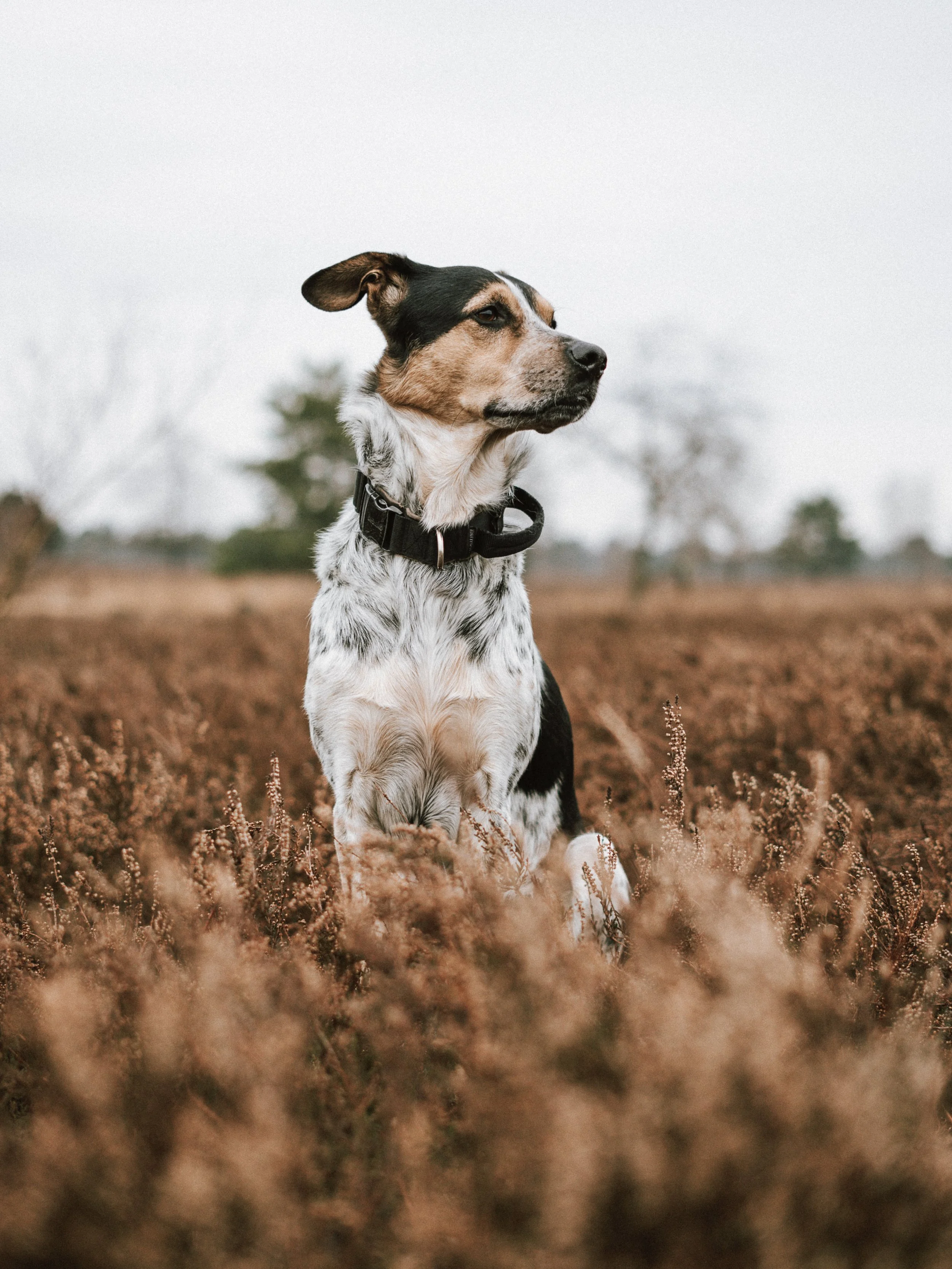 Ein Hund mit schwarzem, braunem und weißem Fell sitzt in einem braunen Buschland unter einem grauen Himmel.