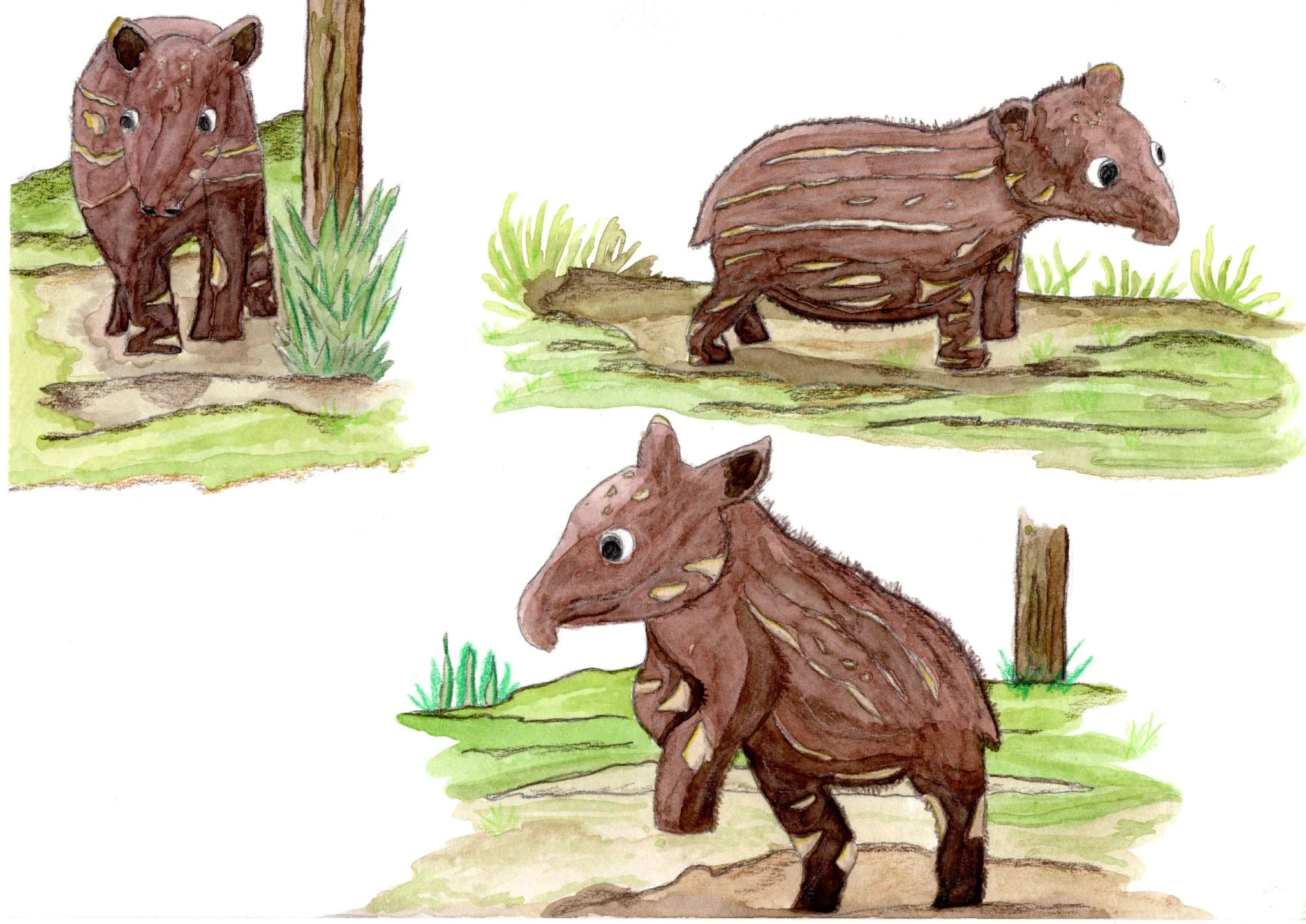 Hand-painted watercolour character study illustration of a Tapir in motion. Portfolio illustration by Andy Spittle.
