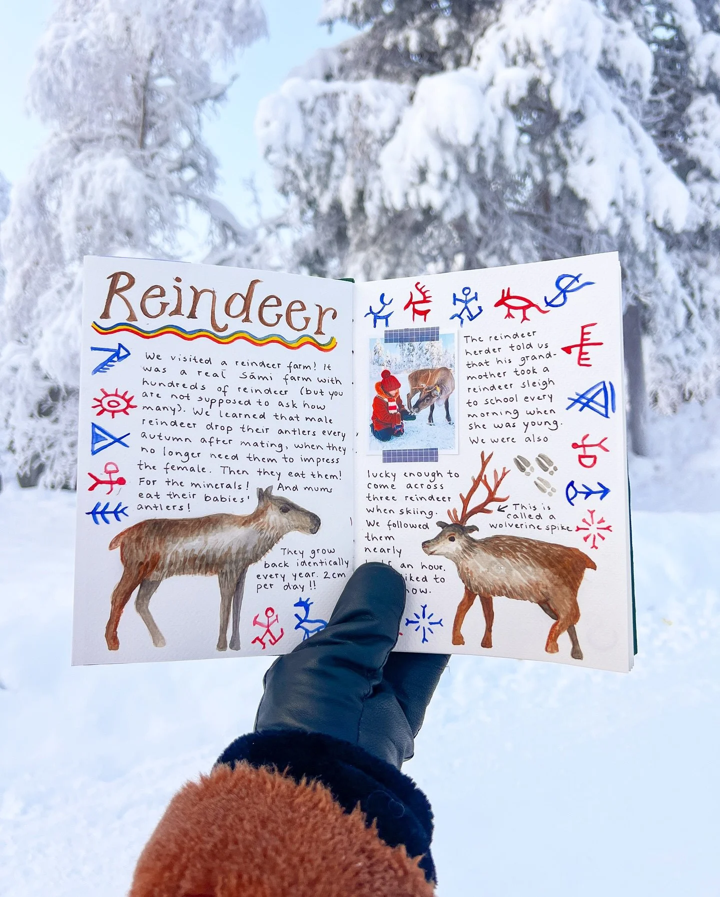 #lumisforestdiary entry about yesterday&rsquo;s reindeer experience! 😍🦌 I&rsquo;m keeping the Forest Diary as Lumi does in my book, and now that I&rsquo;m Lapland it&rsquo;s especially perfect, since that&rsquo;s where Lumi&rsquo;s adventure takes 