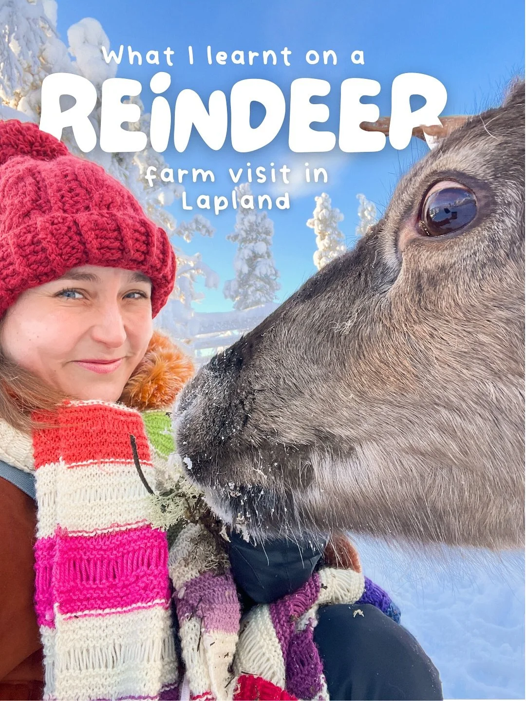 My reindeer YouTube video is now up! 😍❄️🦌 It was a day I will never forget. ❤️ And I learned such incredible facts about reindeer and reindeer husbandry. Which one surprised you most? 
#reindeer #laplandsafaris #saariselk&auml; #lapland