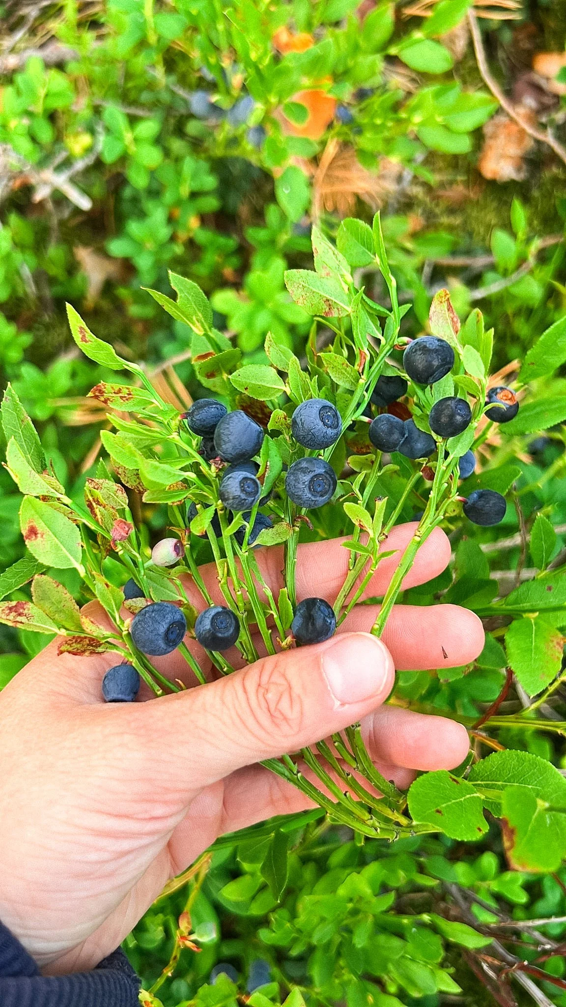Foraging in Finland