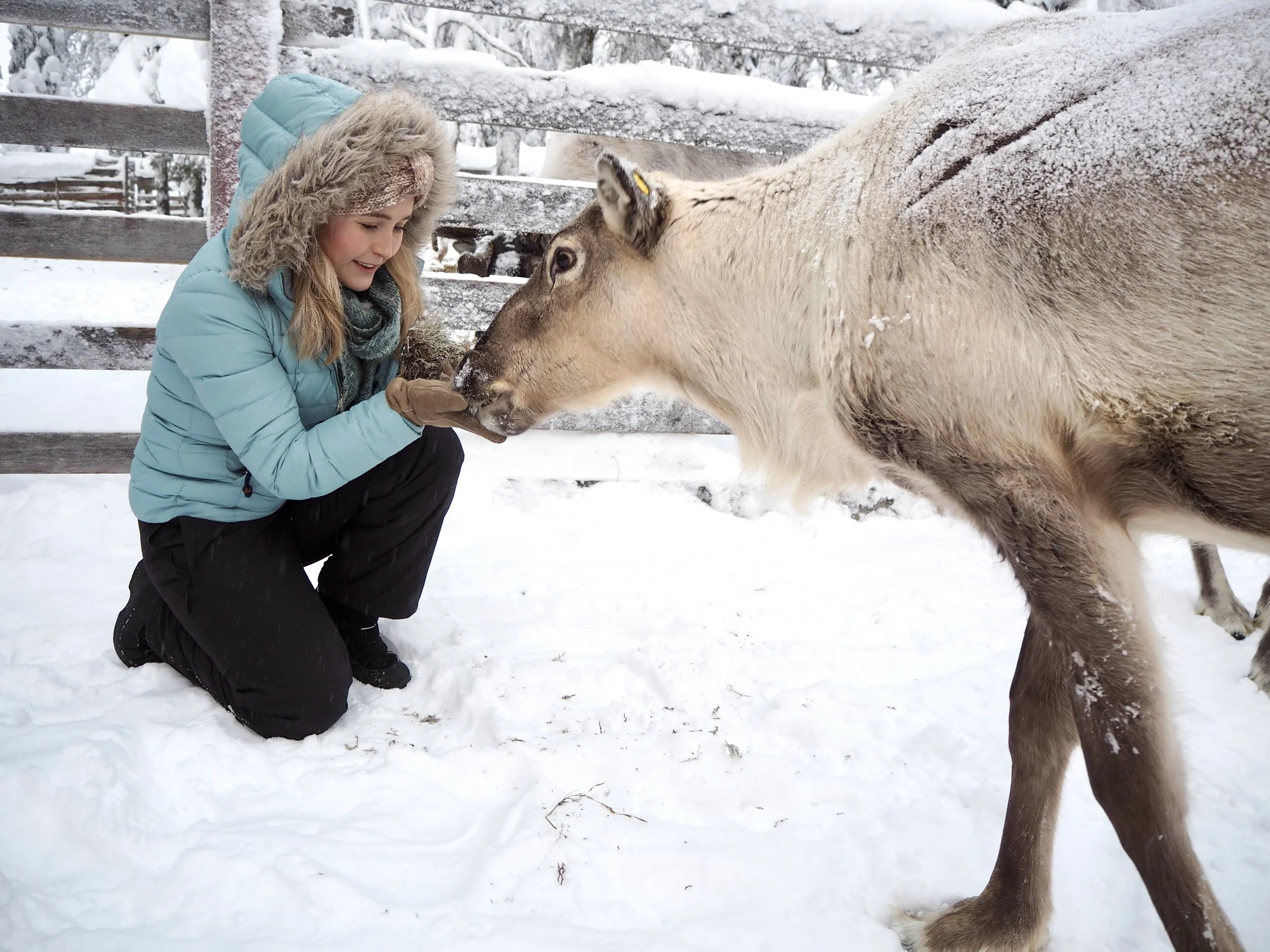 lapland trip reindeer