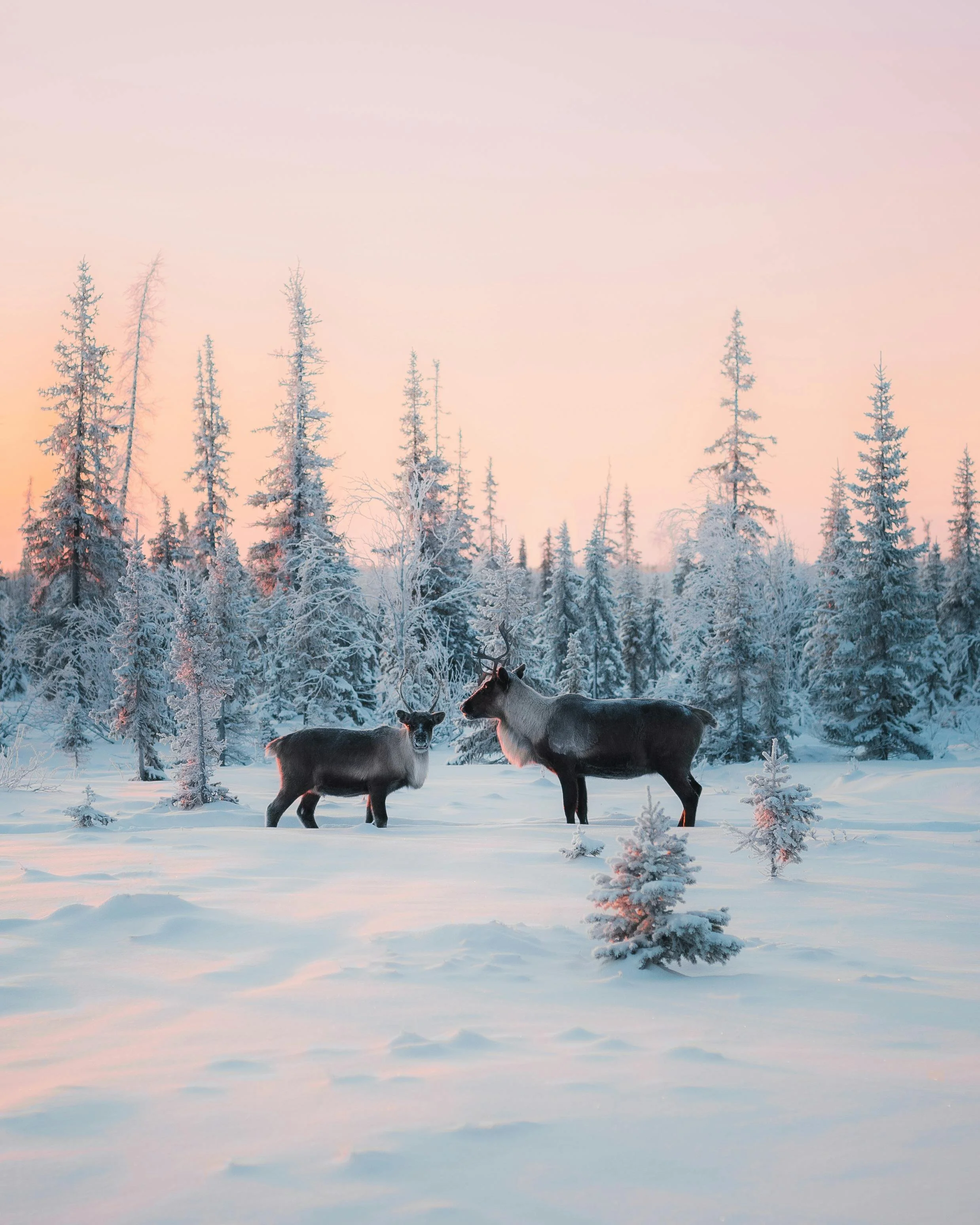 Two reindeer standing in a snowy forest in Lapland with frosted trees during sunset or sunrise.