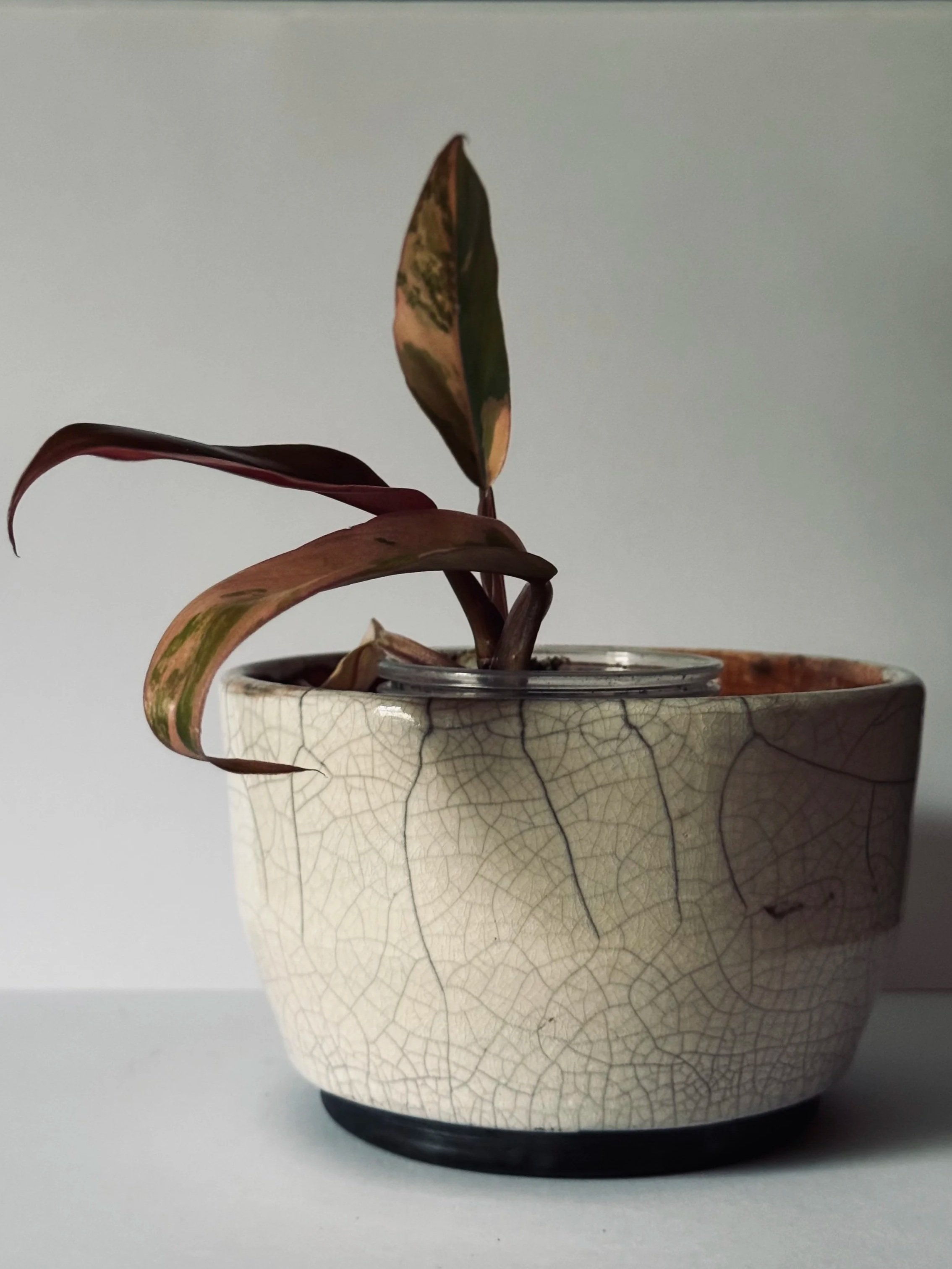 A potted plant with variegated leaves in a textured, crackled ceramic pot on a white surface