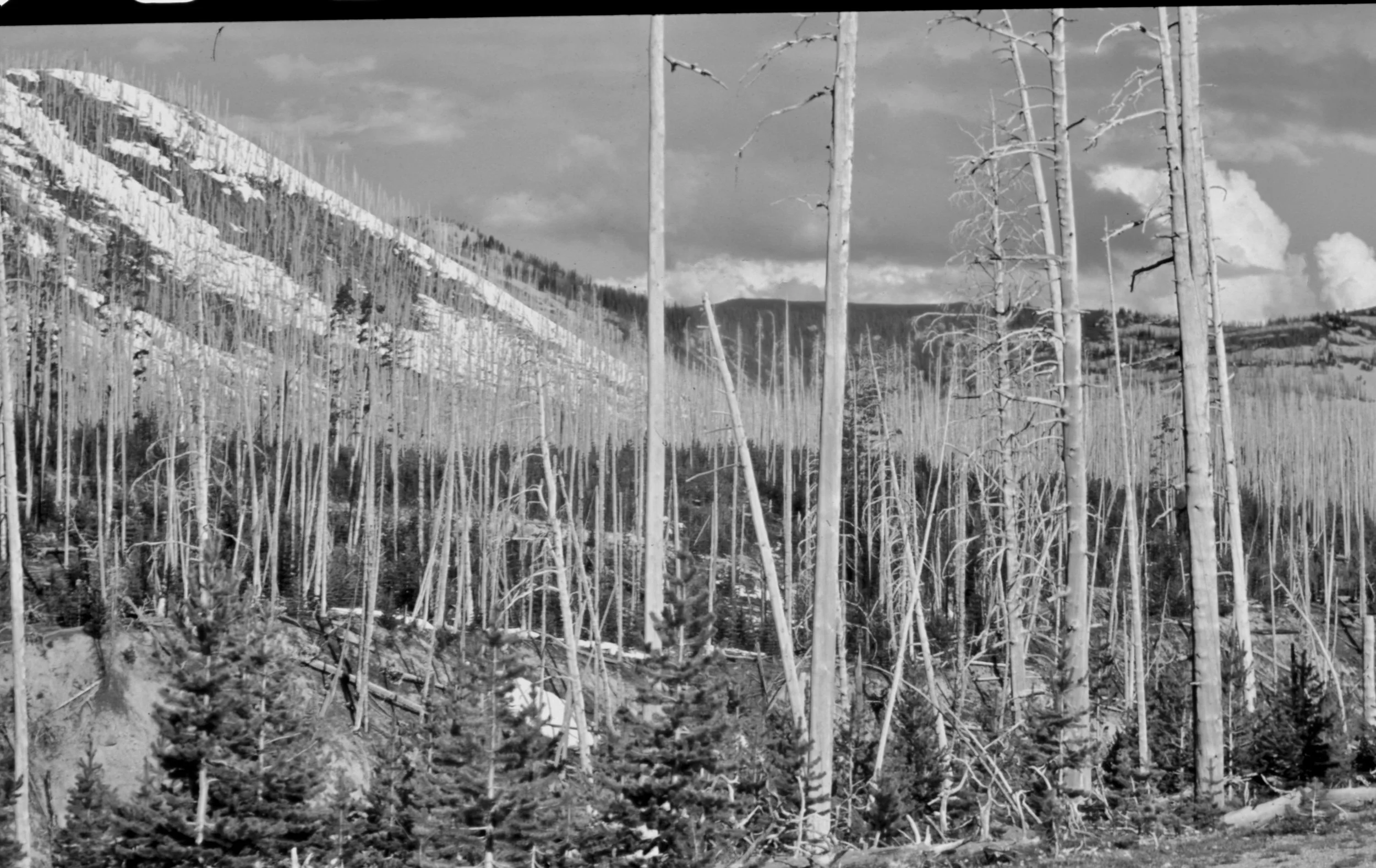 Yellowstone National Park.