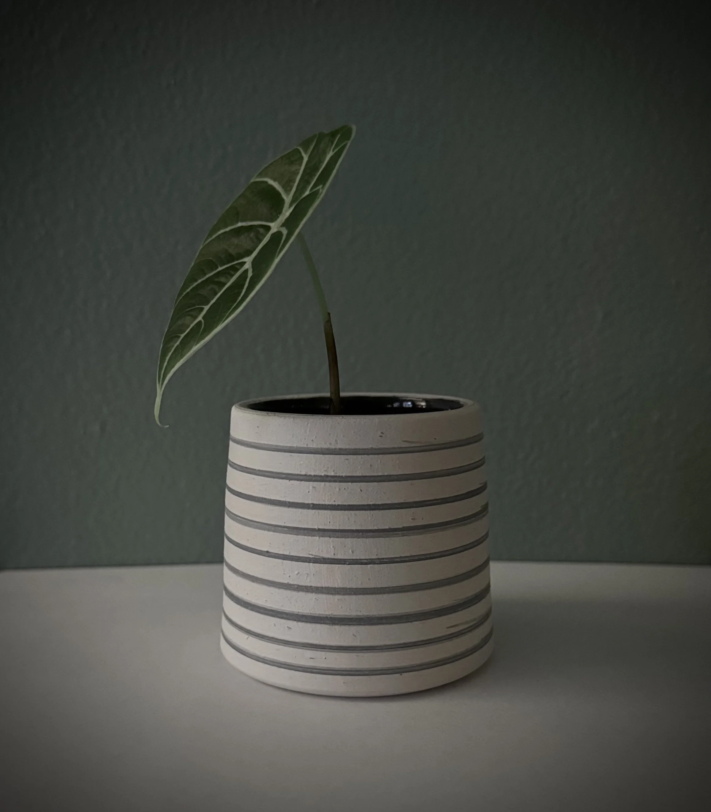 Striped planter. 2024. 