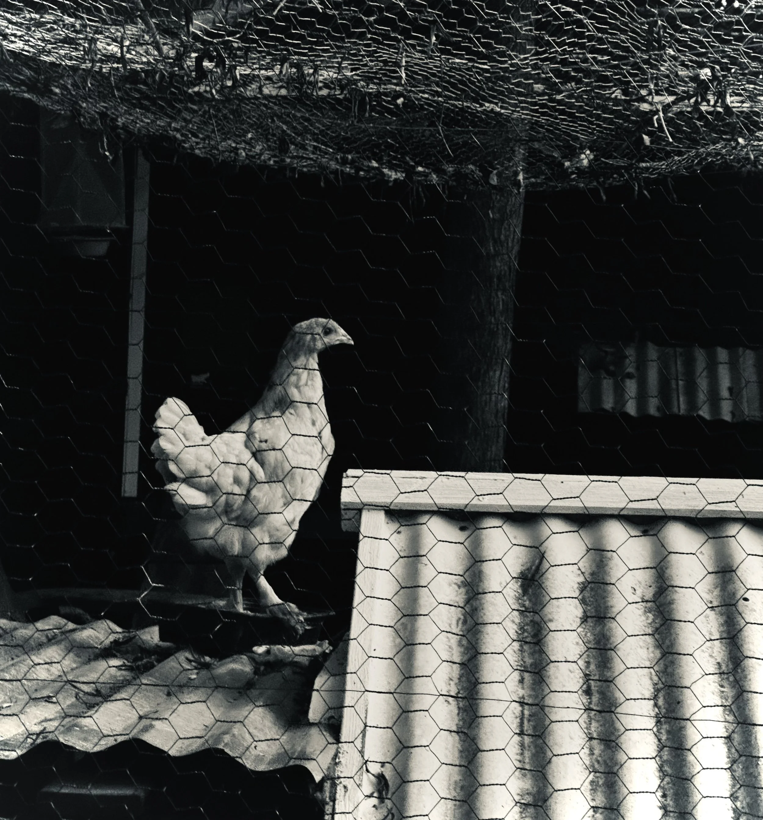 Black and white photo of a chicken inside a wooden coop with chicken wire.