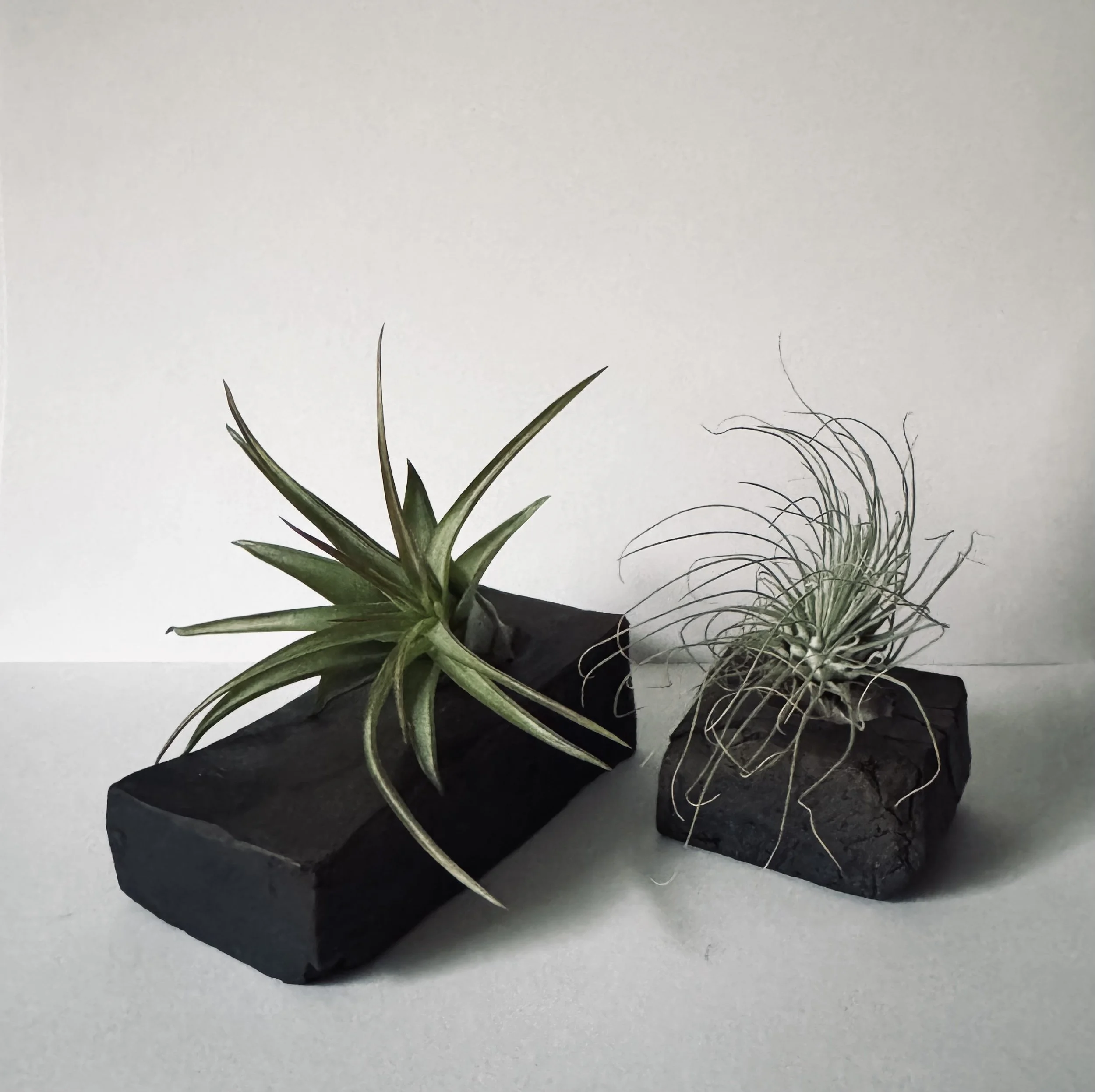 Set of matte raku air plant holders. 2025.