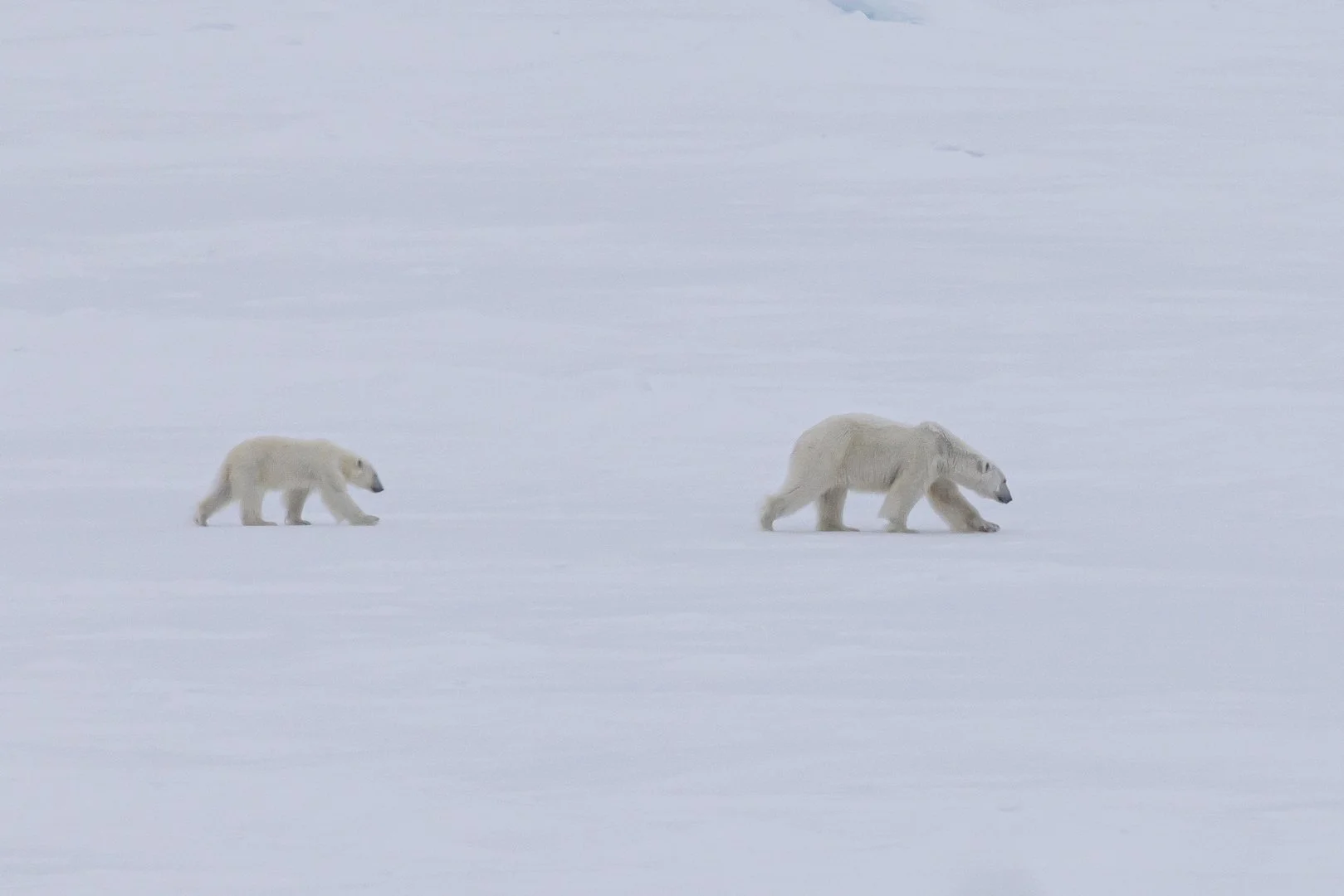 Chasing Polar Bears in Svalbard: An Arctic Expedition Aboard the Seabourn Venture