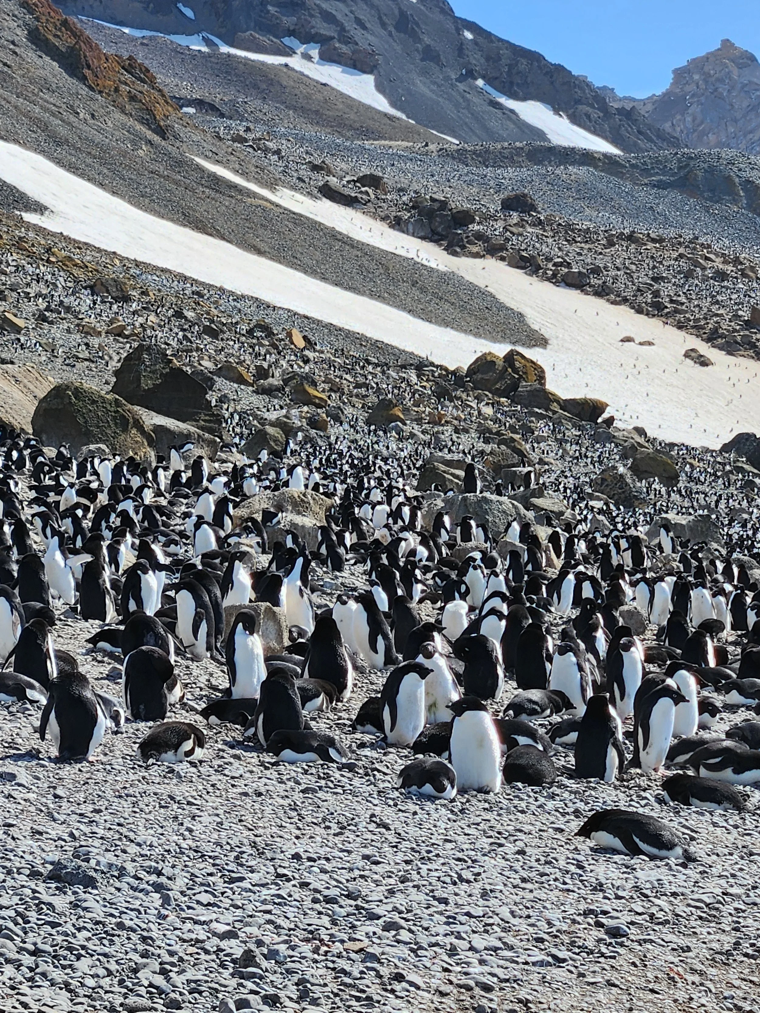 Landing on Antarctica: Penguins, Submersibles, and Iceberg Graveyards on the Antarctic Peninsula