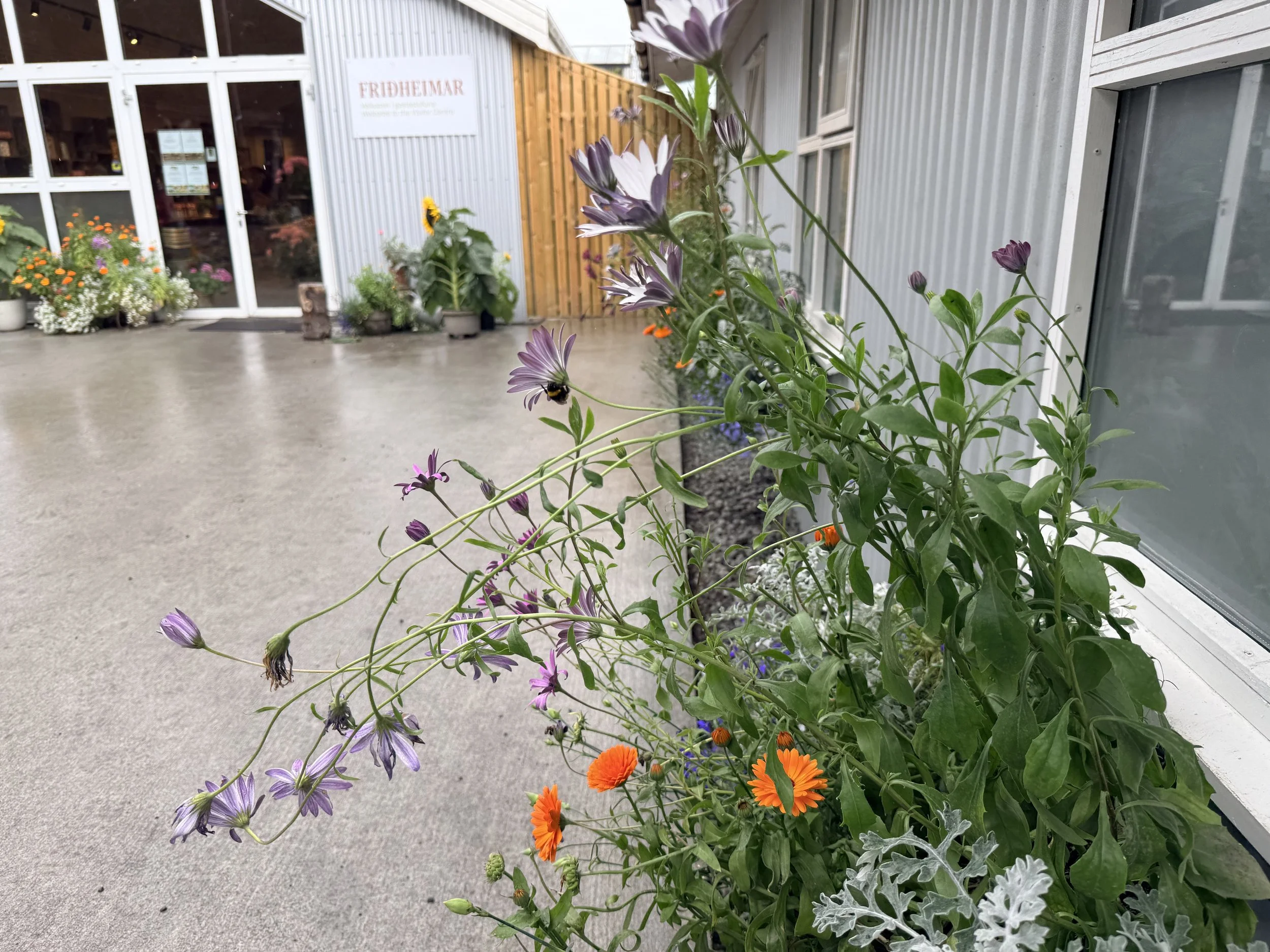 IMG_6031.jpeg