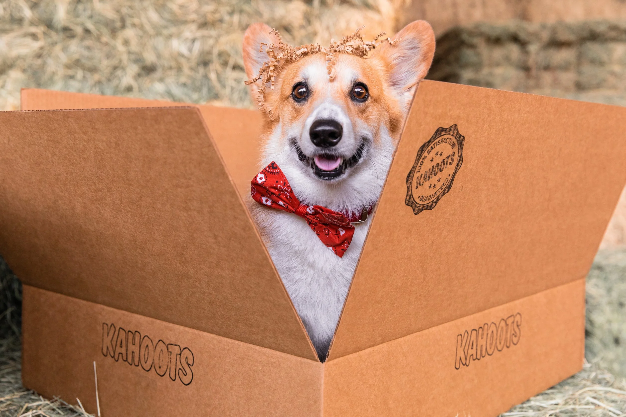A happy dog with a red bandana and curly paper hat sitting inside a cardboard box labeled Kahoots.