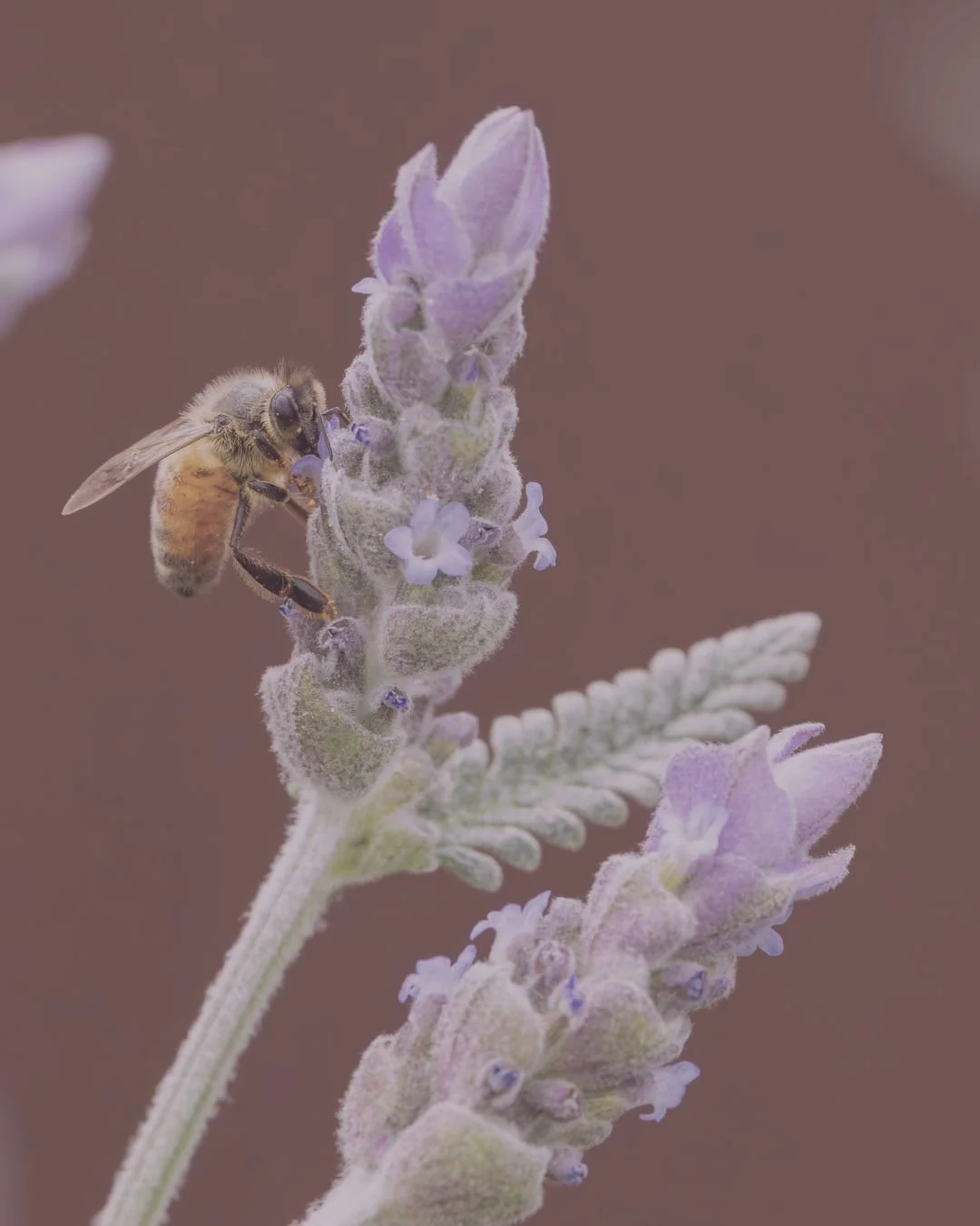 Close-up of a bee collecting nectar from lavender flowers with fuzzy stems and purple blossoms