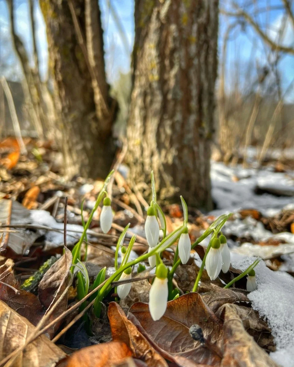 Green beginning again, almost unnoticed. 
Light finding its way through what is still bare.
Nothing hurried.
Nothing forced.

🤍

#prayerwriting
#christianpoetry
#devotionalwords
#quietfaith
#sacredstillness
#contemplativefaith
#faithandwords
#christ