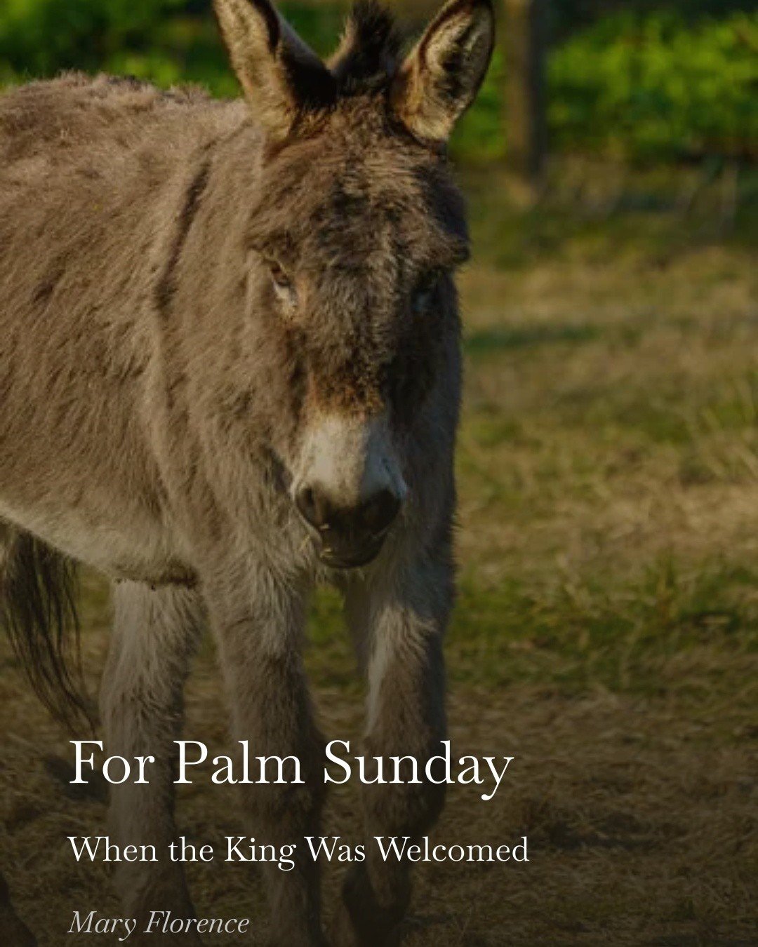 "The King did not arrive in thunder&mdash;
but in the quiet courage of humility.
Not to take,
but to give."

He entered gently&mdash;
and still, the world trembled.
Palm Sunday is not only celebration.
It is the beginning of surrender.
Full