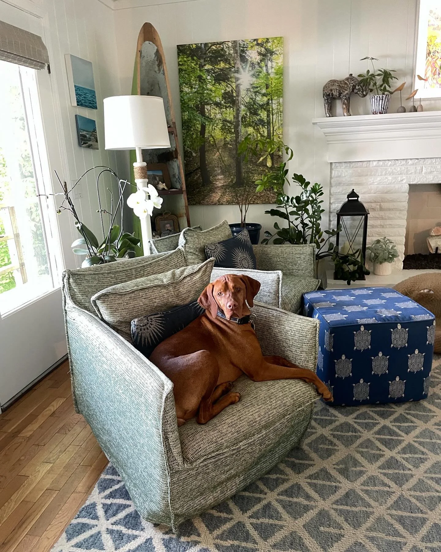 A little St. Patrick&rsquo;s Day green for the soul. ☘️

These textured green chairs bring the perfect pop of color and cozy layering to this space&hellip; and clearly Bodhi approves.

Coastal design doesn&rsquo;t always mean blue&mdash;sometimes it&