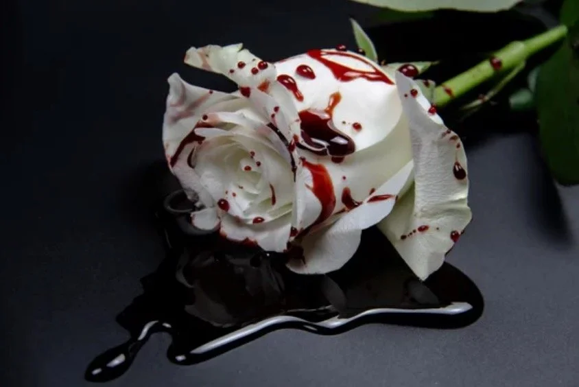 A white rose flower with blood-red liquid against a dark background.
