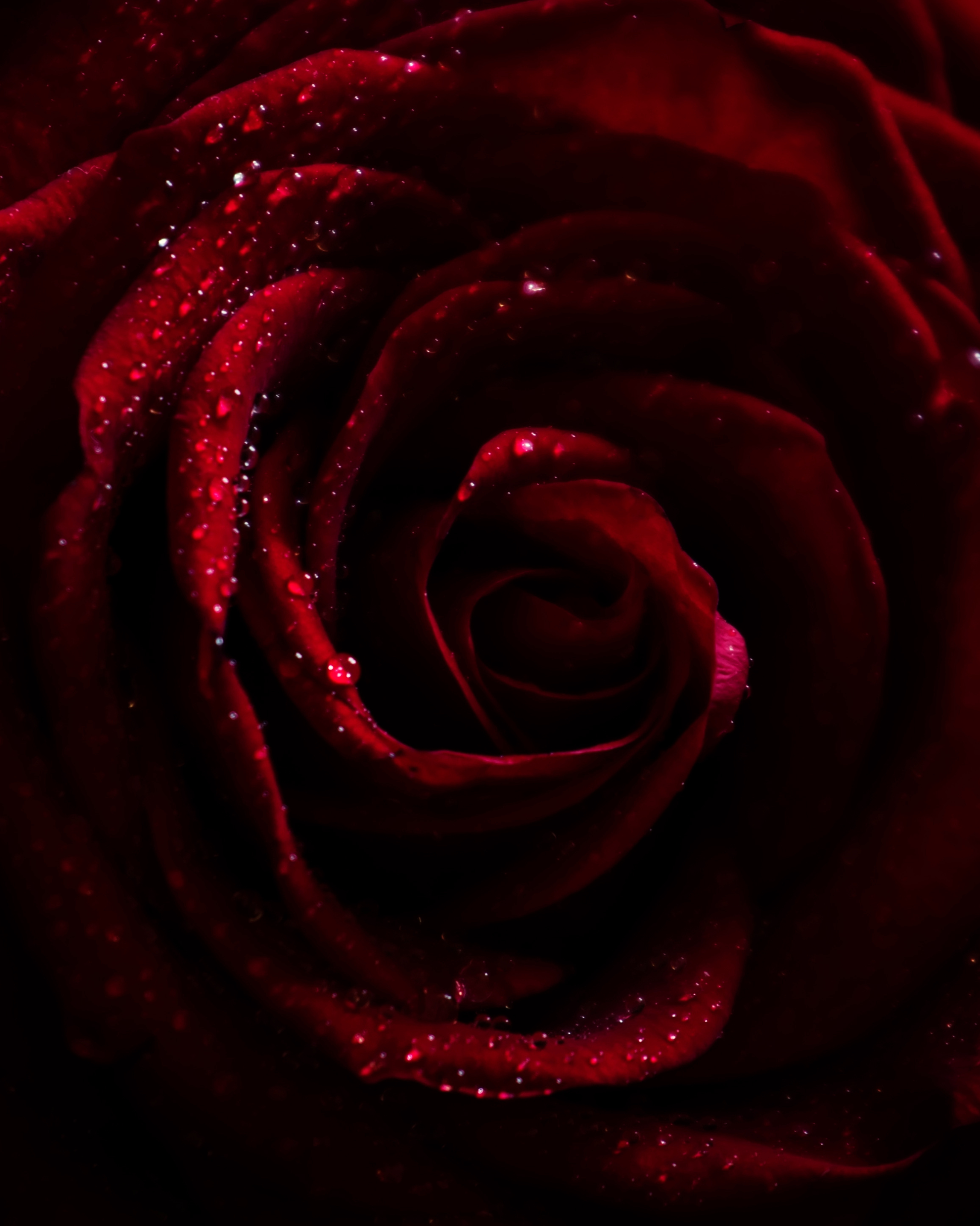 Close-up of a dark red rose with water droplets on its petals.