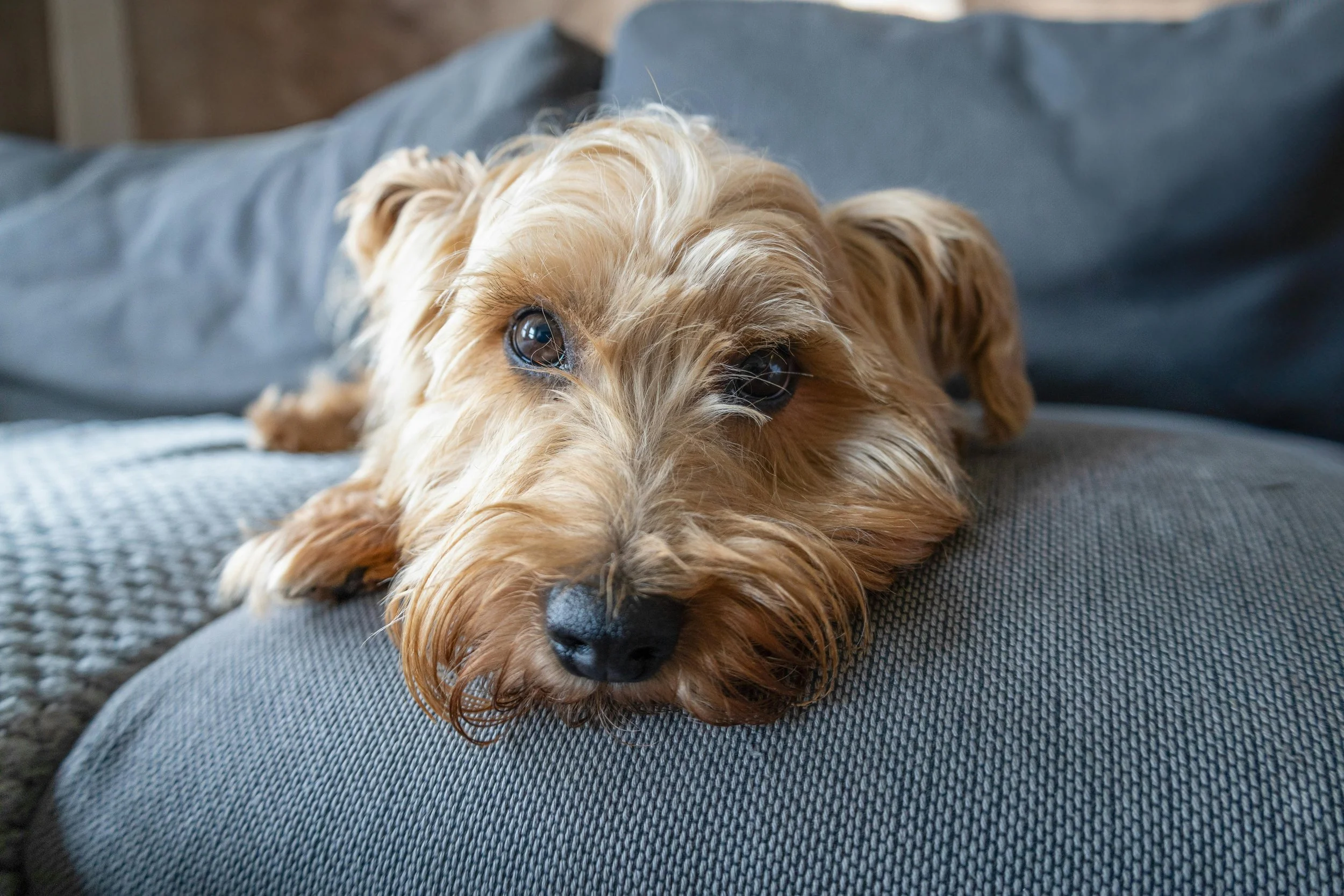 A tan, long-haired dog lying on a gray textured sofa with its head resting on the armrest, looking directly at the camera.